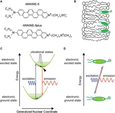 Primer to Voltage Imaging With ANNINE Dyes and Two-Photon Microscopy